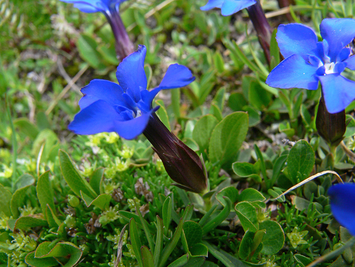 Gentiana da determinare-3