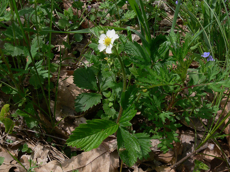 Fragaria vesca