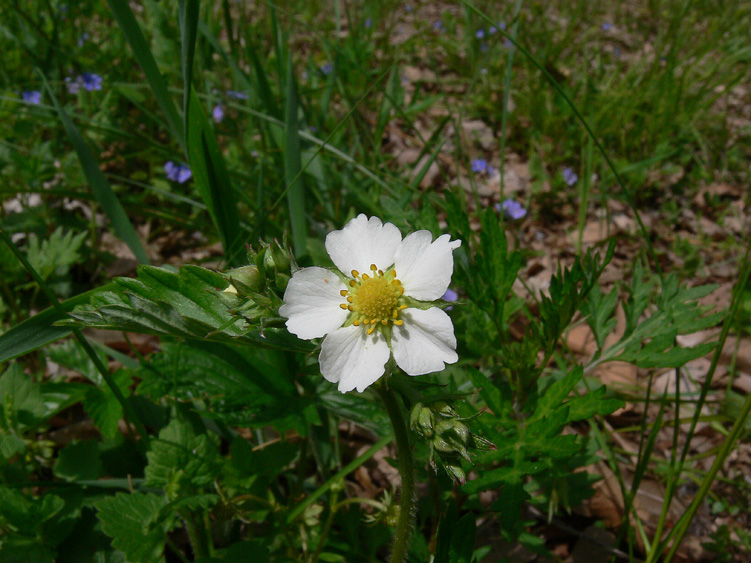 Fragaria vesca