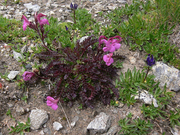 Pedicularis kerneri e Phyteuma globulariifolium ssp. pedemontanum