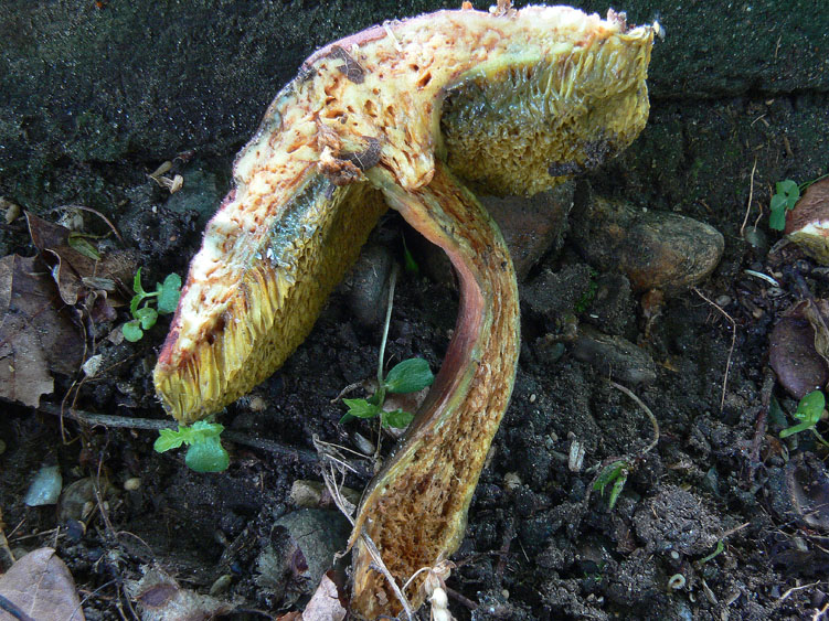 Xerocomus da determinare (cfr. Xerocomus rubellus)