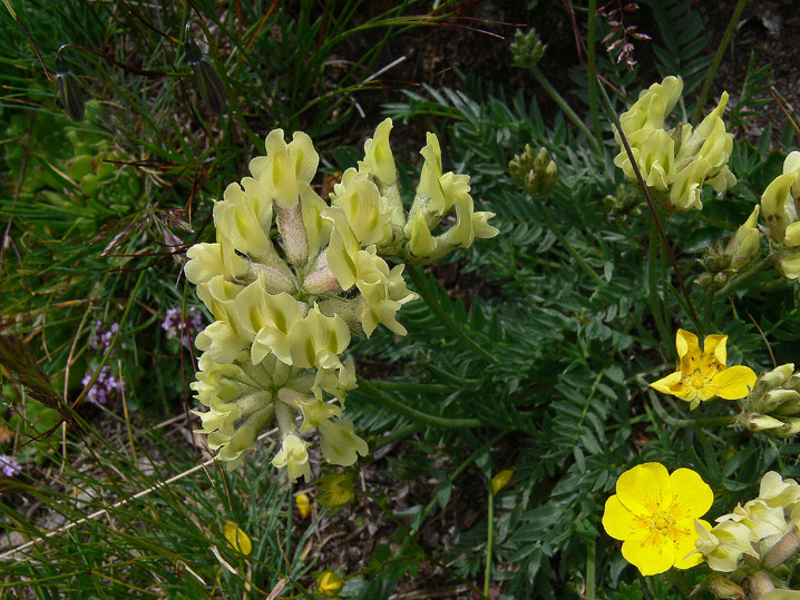 Oxytropis campestris subsp. campestris