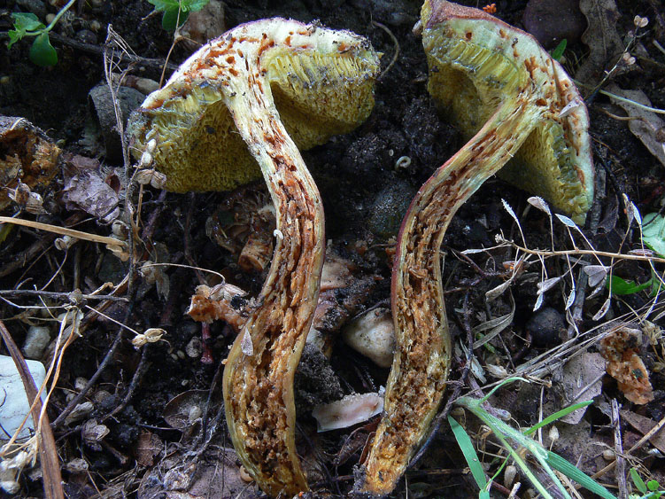 Xerocomus da determinare (cfr. Xerocomus rubellus)