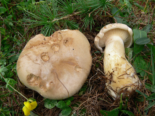 Clitocybe alexandri