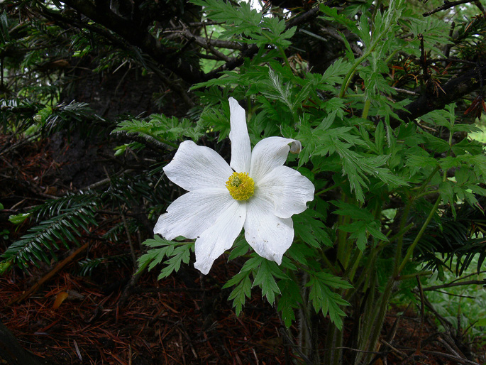 Pulsatilla alpina subsp. millefoliata