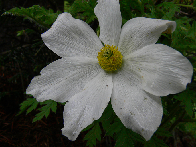 Pulsatilla alpina subsp. millefoliata