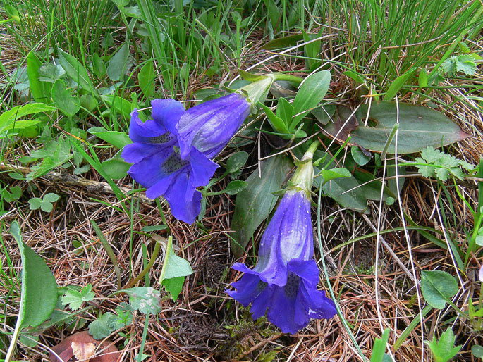 Gentiana acaulis L.