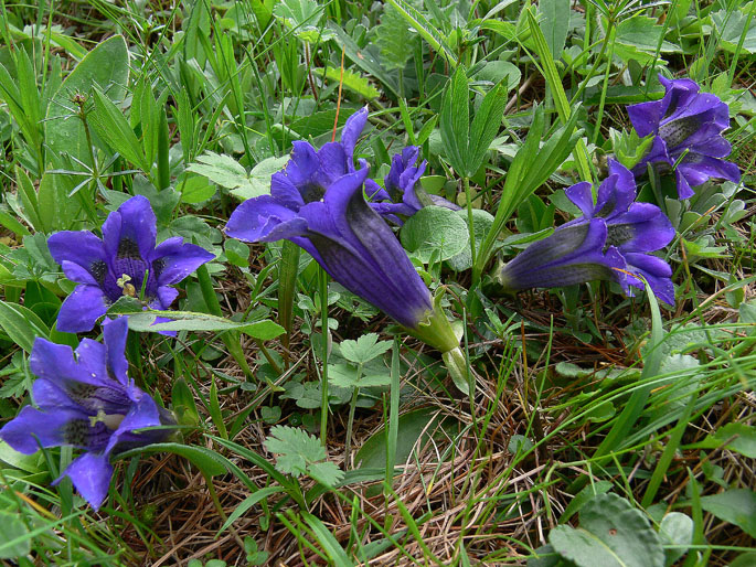 Gentiana acaulis L.