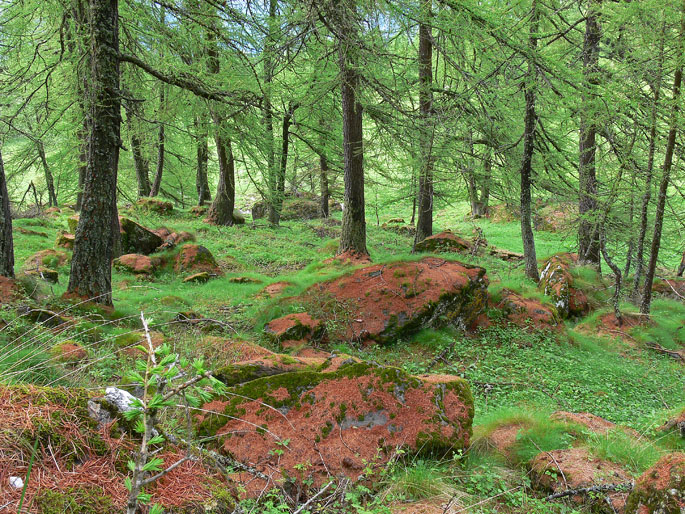 Scenari alpini