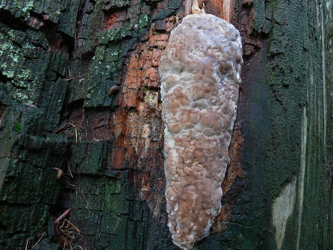 Aphyllophorales a 1500 metri di quota