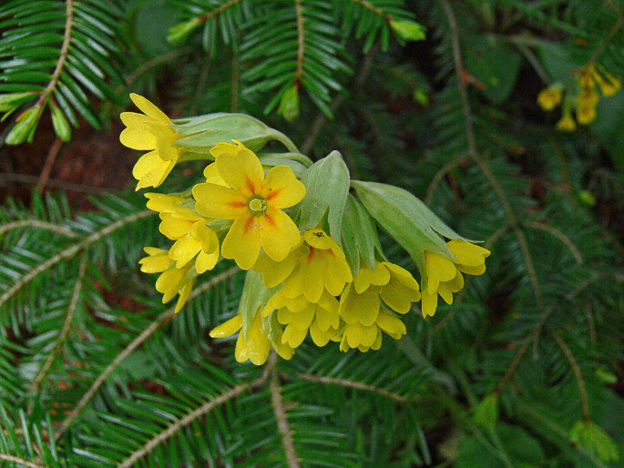 Primula veris