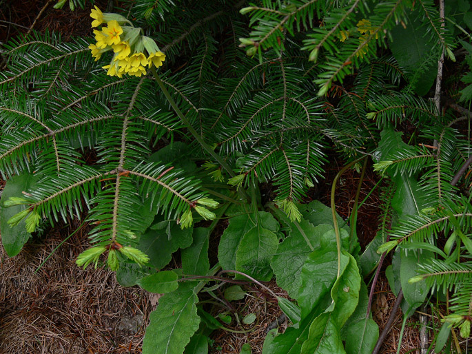 Primula veris