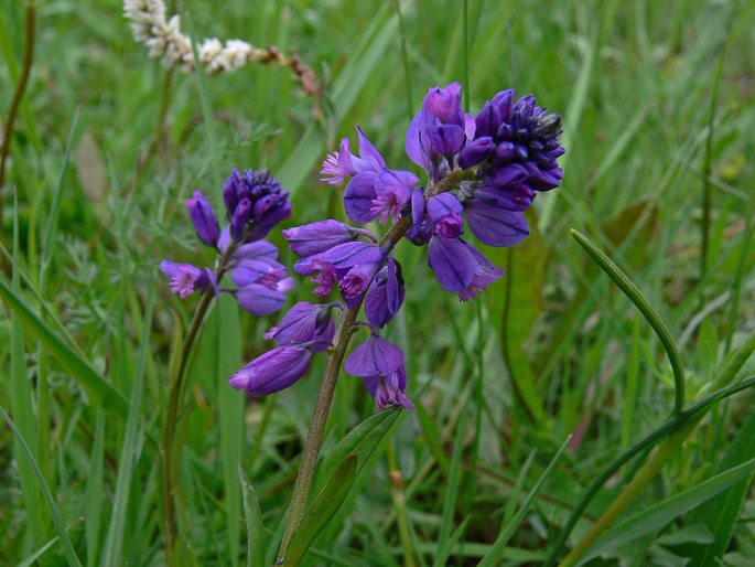 Polygala sp.