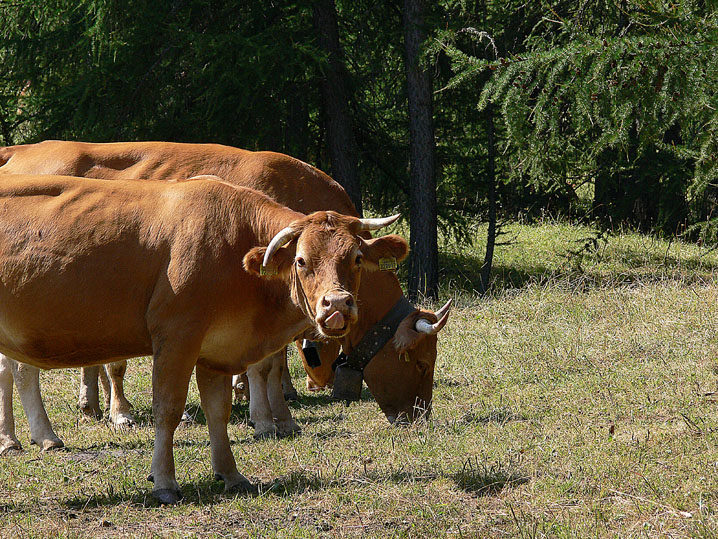 La risposta di un bovino