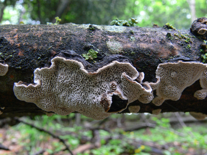 Aphyllophorales a 1500 metri di quota