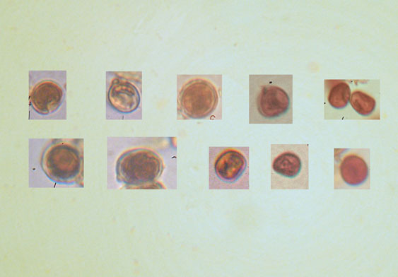 Phellinus pseudopunctatus A. David, Dequatre & Fiasson