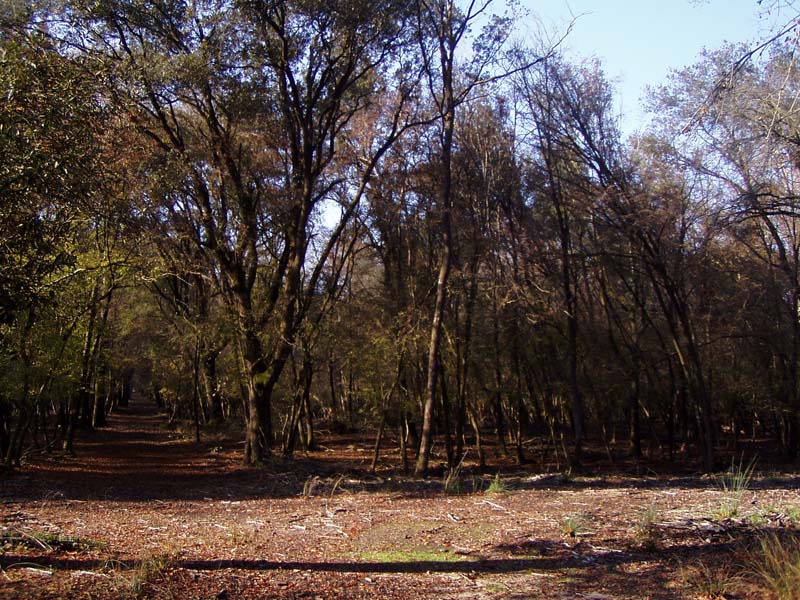 Sulle tracce del Cervo della Mesola