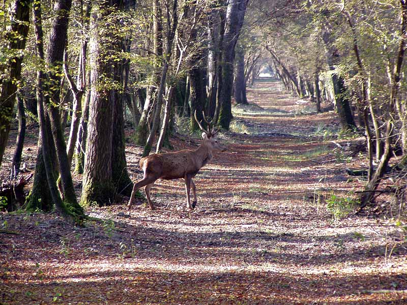 Sulle tracce del Cervo della Mesola