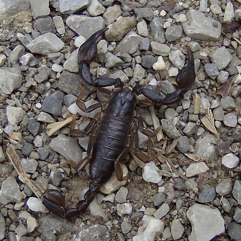 Euscorpius sp.