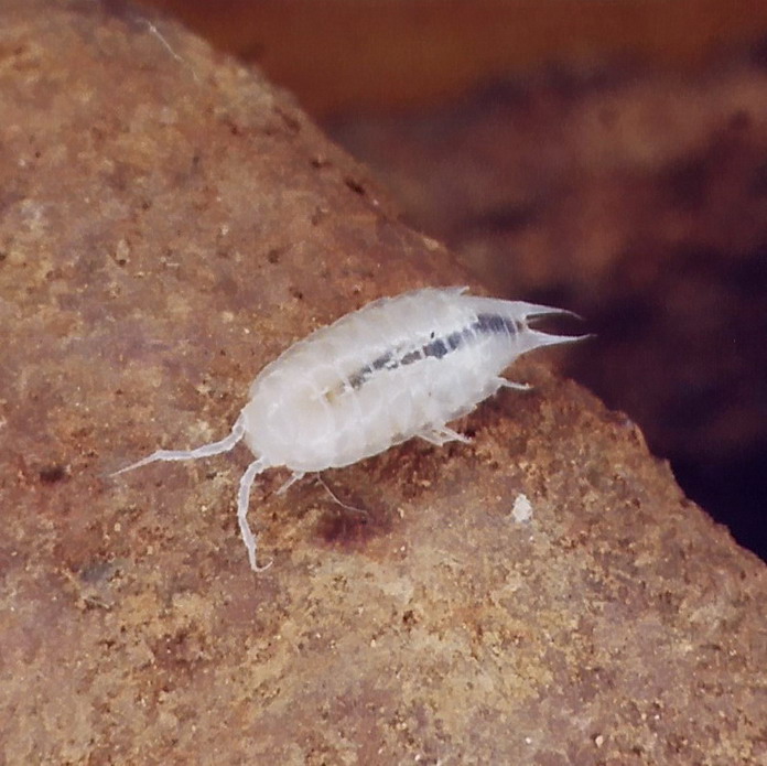 Leptoneta sp. (Leptonetidae) ragni cavernicoli