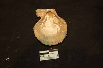 Chlamys varia (L., 1758) - Pliocene