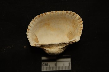 Anadara diluvii (Lamarck, 1805) - Pliocene