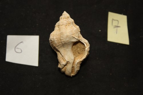 Hexaplex rudis (Borson, 1821) - Pliocene.