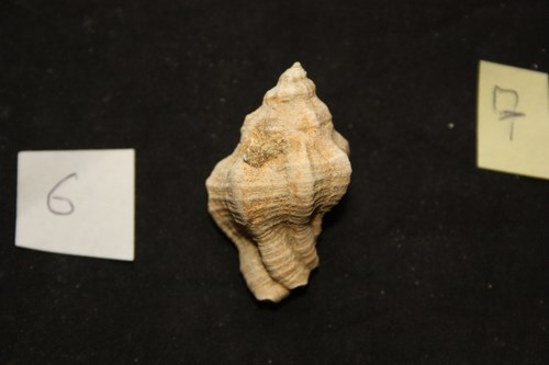 Hexaplex rudis (Borson, 1821) - Pliocene.