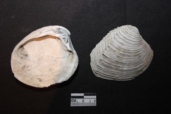 Circomphalus foliaceolamellosua  (Dillwyn, 1817) - Pliocene