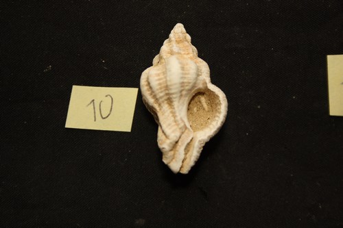 Hexaplex rudis (Borson, 1821) - Pliocene