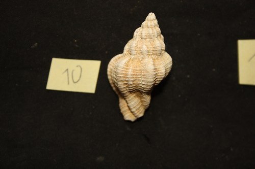 Hexaplex rudis (Borson, 1821) - Pliocene