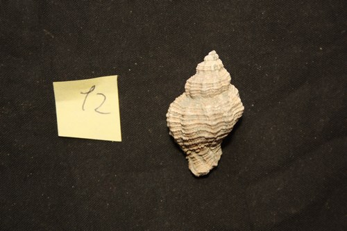 gasteropode 12 pliocene toscana