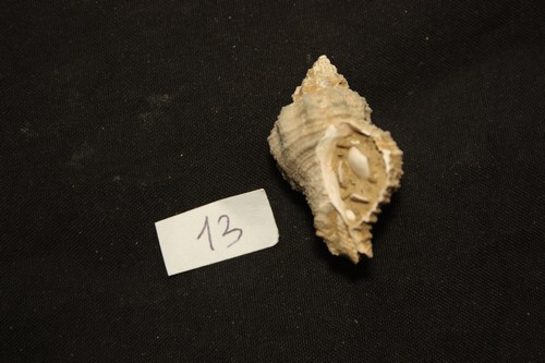 gasteropode 13 pliocene toscana