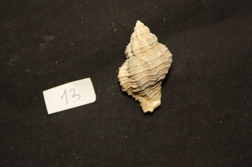 gasteropode 13 pliocene toscana