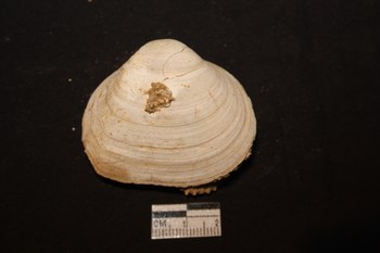 Gastrana lacunosa (Chemnitz, 1782)   Pliocene - Toscana