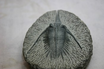 Trilobite marocchino