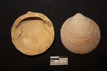 Glycymeris bimaculata (Poli, 1795) - Pliocene Toscana