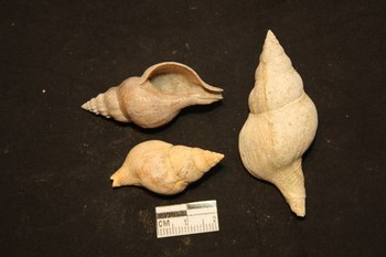 Buccinulum corneum (Linneo, 1758) - Pliocene - Toscana