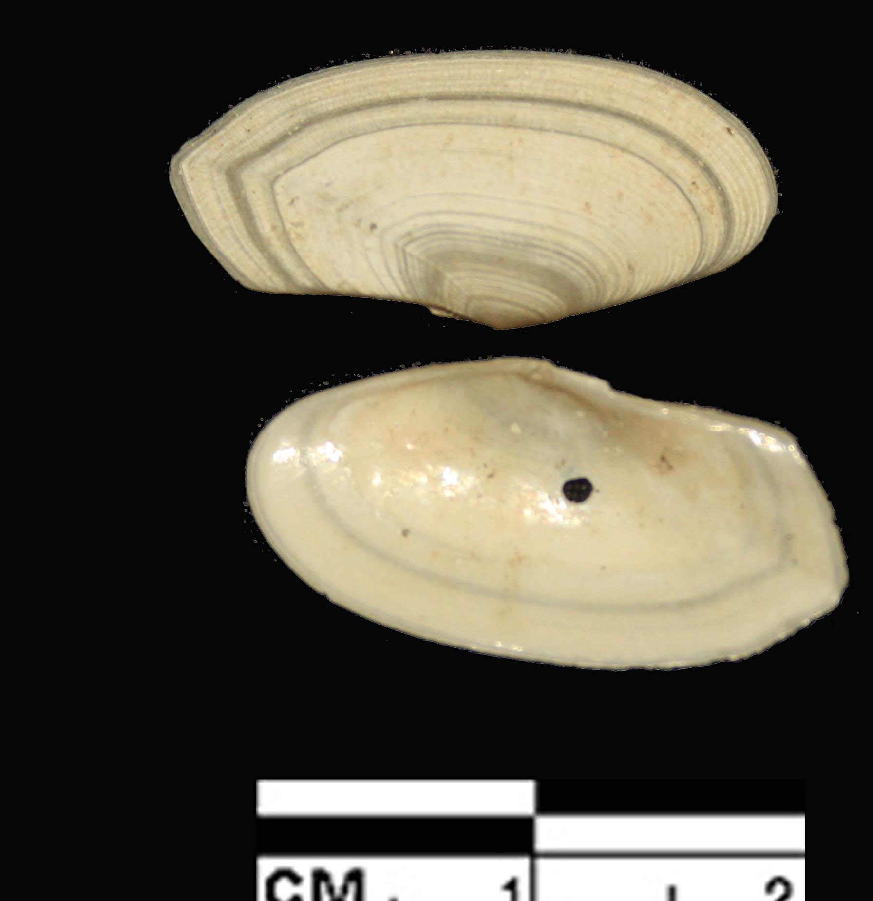 Gari fervensis (Gmelin, 1791) - Pleistocene.