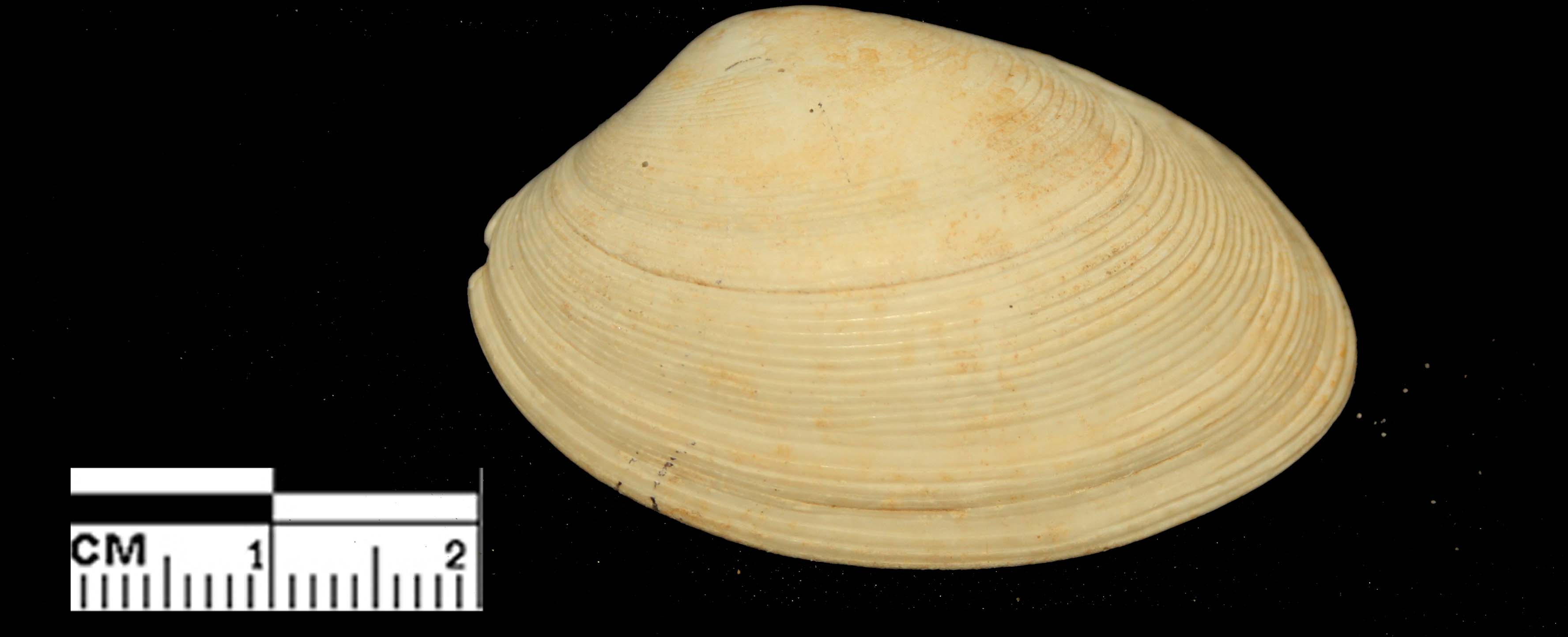 Paphia rhomboides (Pennant, 1777) - Pleistocene