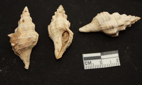 Fasciolaria fimbriata (Brocchi, 1814) - Pliocene