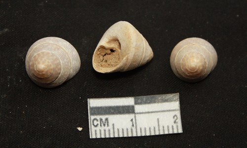 Gibbula substrigosa ? - Pliocene - toscana