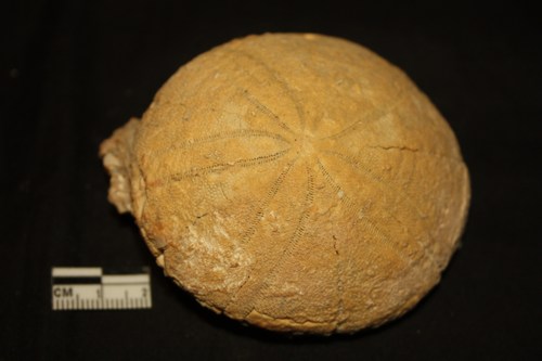 echinoderma - colli berici - Eocene