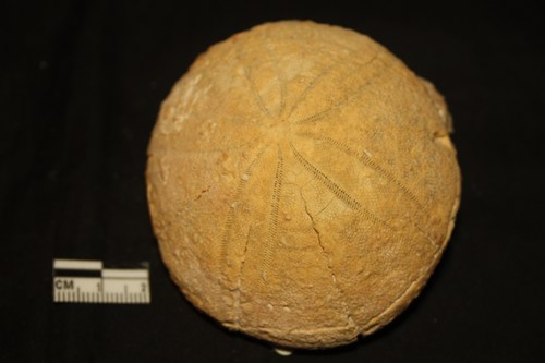 echinoderma - colli berici - Eocene