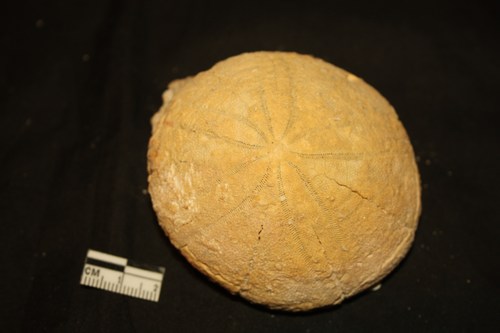 echinoderma - colli berici - Eocene