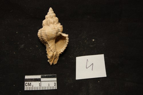 altri gasteropodi da id pliocene Toscana