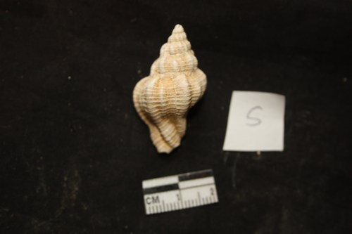 altri gasteropodi da id pliocene Toscana