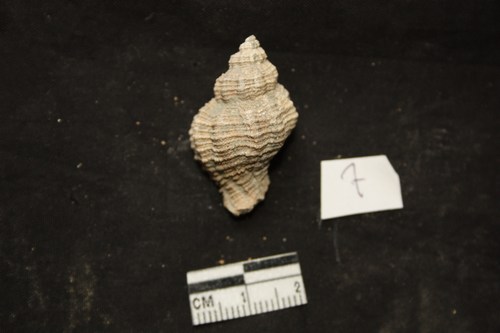 altri gasteropodi da id pliocene Toscana