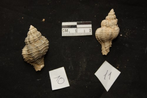 altri gasteropodi da id pliocene Toscana