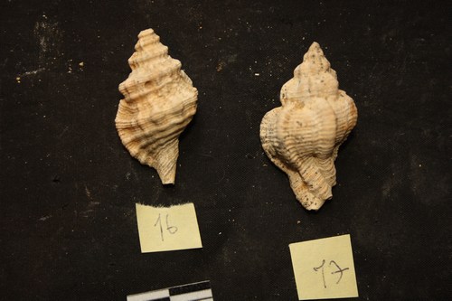 altri gasteropodi da id pliocene Toscana